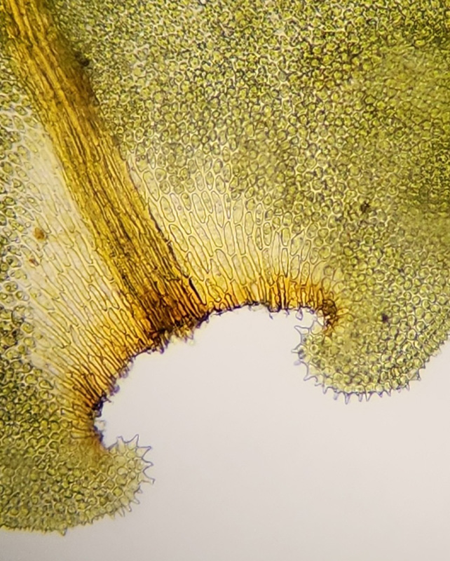 Anomodon rugelii